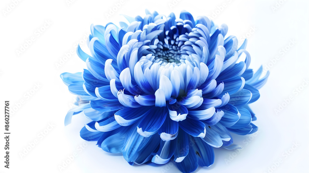 Poster blue chrysanthemum flower on white isolated background with clipping path closeup nature : generativ