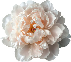Creamy white peony flower top view cutout