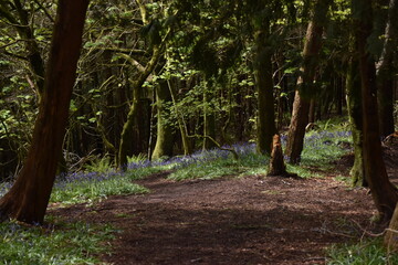 the bluebells blooming on walton hill in clent 