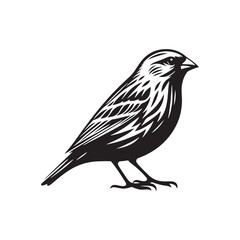 Educational focus on Canary silhouette - Canary illustration - minimallest Canary vector
