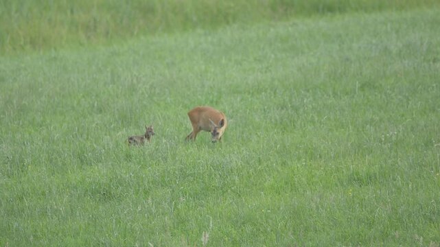 Mother roe deer with a young baby in the meadow