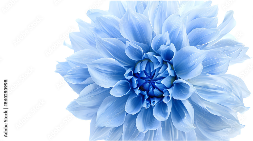 Poster blue flower on a white background isolated with clipping path closeup big shaggy flower dahlia : gen