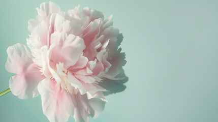 Fototapeta premium Soft pink peony flower isolated on light green background : Generative AI