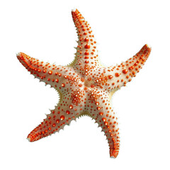 Close-up image of a vibrant starfish with orange and white colors, transparent background, showcasing intricate details and textures.