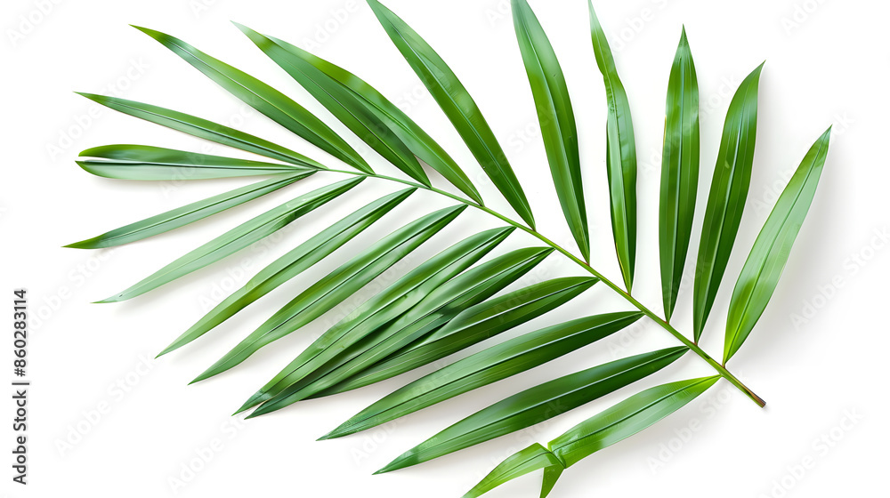 Poster green palm leaf branches on white background flat lay top view : generative ai