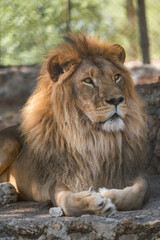 The majestic lion lies and basks in the sun. Zoo in Antalya, Turkey