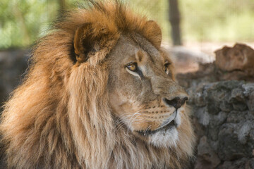 Obraz premium The majestic lion lies and basks in the sun. Zoo in Antalya, Turkey