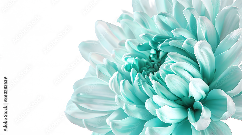 Poster Light turquoise  chrysanthemum  Flower on a white isolated background with clipping path  For design  Closeup  Nature : Generative AI
