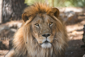 The majestic lion lies and basks in the sun. Zoo in Antalya, Turkey