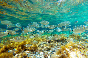 A crowd of Mediterranean fish in the crystal clear waters of Cala Goloritze,, Sardinia, Mediterranean. Underwater photography