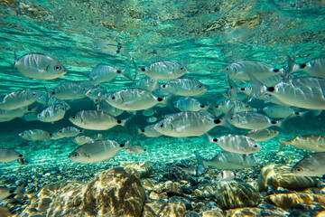 A crowd of Mediterranean fish in the crystal clear waters of Villasimius, Porto Giunco beach, Sardinia, Mediterranean. Underwater photography