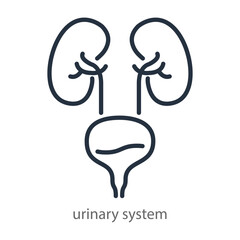 Urinary system of human. Line icon symbol of a urology clinic. Vector illustration isolated on white background