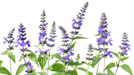 Naklejka premium Salvia farinacea Blue salvia Mealy cup sage or Mealy sage flowers blooming with leaves isolated on white background with clipping path : Generative AI