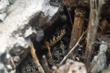 A small snake is hiding under the stones. Viper in the shade close-up