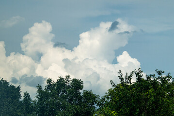 Clouds above the treetops. Fluffy clouds above the trees