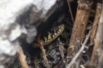 A small snake is hiding under the stones. Viper in the shade close-up