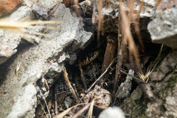 A small snake is hiding under the stones. Viper in the shade close-up