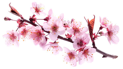 Pink spring cherry blossom Cherry tree branch with spring pink flowers isolated on white : Generative AI