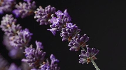 Fototapeta premium Closeup of lavender flowers Soft focus on black background : Generative AI