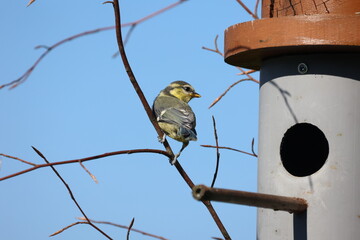 Tit chick at the entrance to the birdhouse