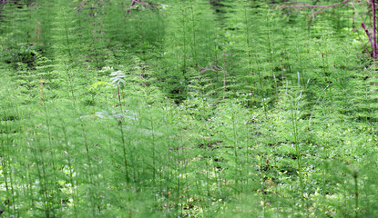 Uferlandschaft mit Sumpf-Schachtel halm - lake side habitate with marsh horsetail - Equisetum palustre