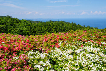 赤と白のさつきの花が咲く,星ヶ山公園「さつきの郷」