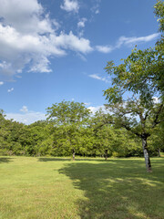 Green meadow in park with trees and blue sky