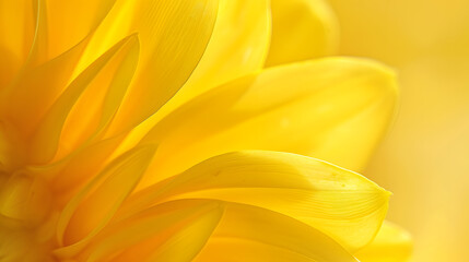 Obraz premium Macro yellow flower backgroundMacro shot yellow flower backgroundYellowBackgroundsVegetable GardenFlowerPetalCloseup : Generative AI