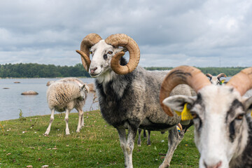 Beautiful sheep with twisted horns grazing in the wild near the sea