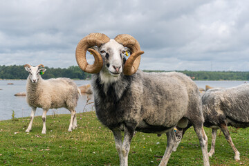 Naklejka premium Beautiful sheep with twisted horns grazing in the wild near the sea