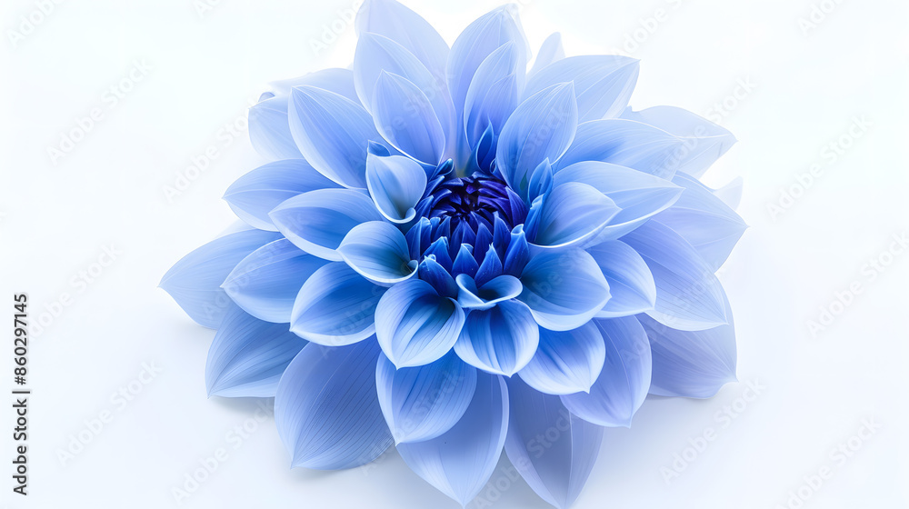 Poster dahlia flower blue flower isolated on a white background no shadows with clipping path closeup natur
