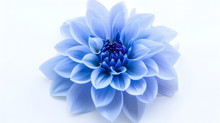 Obraz premium dahlia flower blue Flower isolated on a white background No shadows with clipping path Closeup Nature : Generative AI