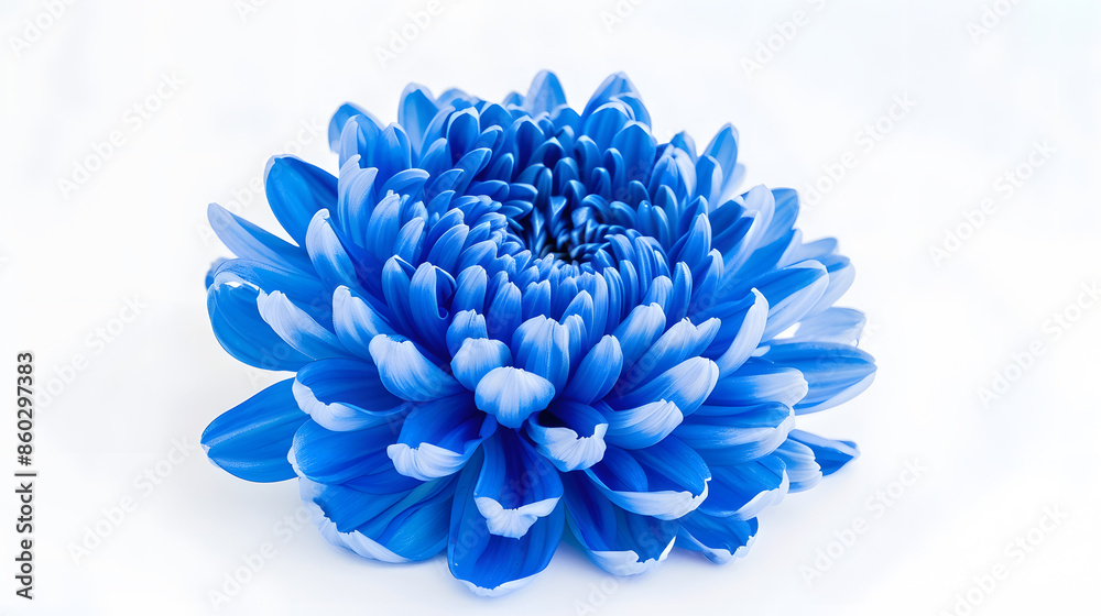 Poster blue chrysanthemum flower on a white isolated background with clipping path for design closeup natur