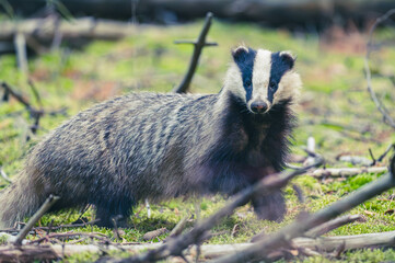 Dachfähe vor dem Bau © Marco