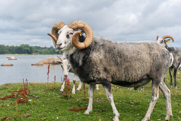 Beautiful sheep with twisted horns grazing in the wild near the sea