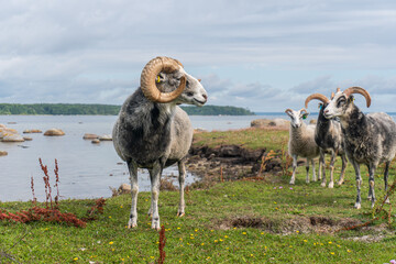 Beautiful sheep with twisted horns grazing in the wild near the sea