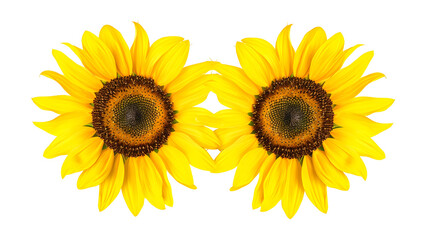 Obraz premium Two sunflowers in bouquet isolated on white background Sun symbol Flowers yellow agriculture Seeds and oil Flat lay top view : Generative AI