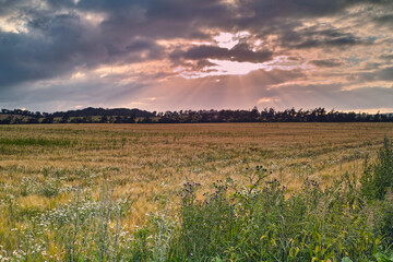 Farmland, landscape and clouds for agriculture in nature with plants, travel location and scenery in countryside. Meadow, environment and field with sunrise, ecology and organic growth in Denmark