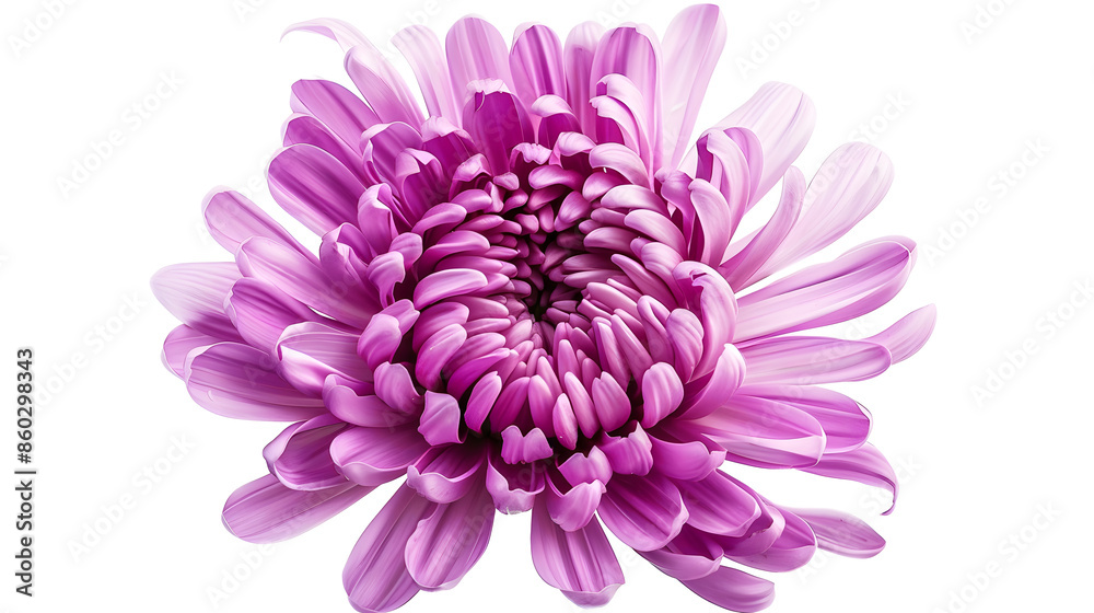 Poster pinkpurple chrysanthemum flower on a white isolated background with clipping path for design closeup