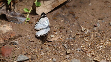 White butterfly on the ground, Praia Grande, Santa Catarina, Brazil