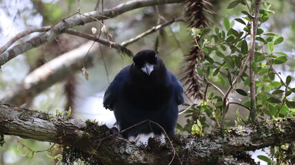 Azure jay looking to the camera (Gralha-azul), Praia Grande, Santa Catarina, Brazil