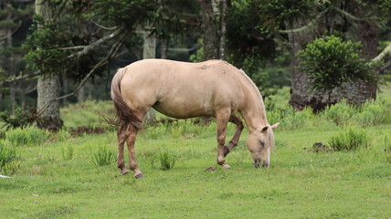 Horse grazing in a field,  Cambará do Sul, Rio Grande do Sul, Brazil.