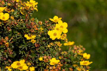 Field plants on a sunny June day. Landscape in the countryside.