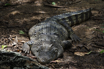 The thai crocodile rest on the garden under the tree