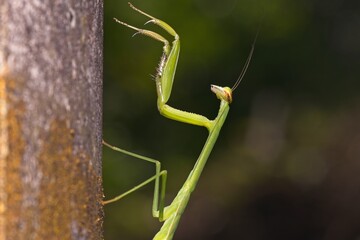 Chinese mantis-Tenodera sinensis close up 