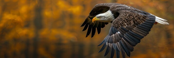 Fototapeta premium Bald Eagle Soaring Through Autumn Foliage