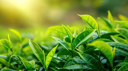 Fototapeta premium Macro view of lush green tea leaves set against a gently blurred green tea surface