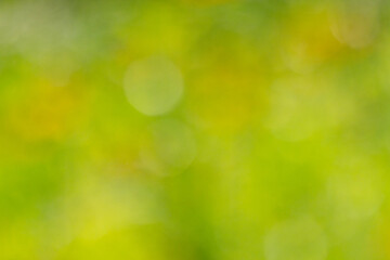  Background of Unfocused Greenery and Bokeh