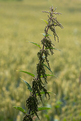 Field plants on a sunny June day. Landscape in the countryside.