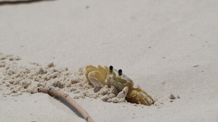 Young crab walking along the beach sand in Florianópolis